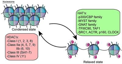 Restoring T Cell Tolerance, Exploring the Potential of Histone Deacetylase Inhibitors for the Treatment of Juvenile Idiopathic Arthritis